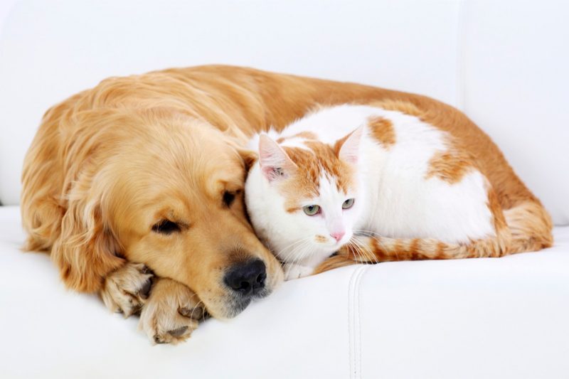 Cat and dog resting together