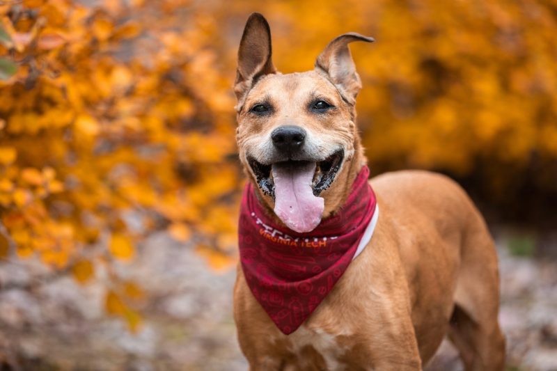 Dog Photo