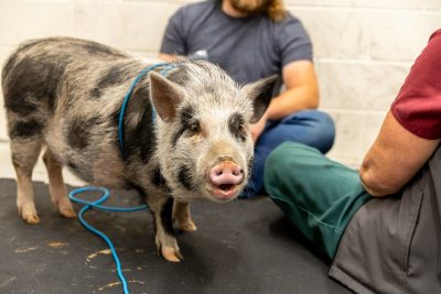 Pig photo
