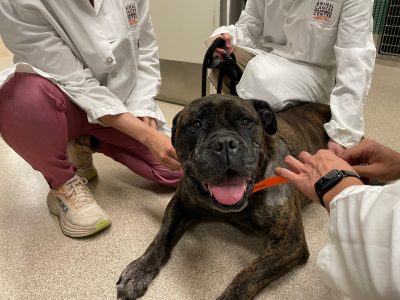 Phina the Mastiff