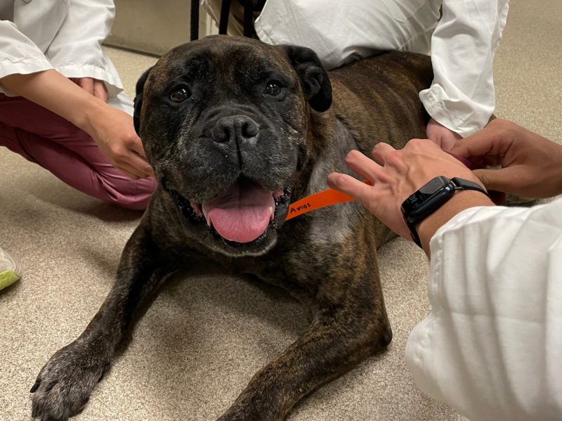 Phina the Mastiff