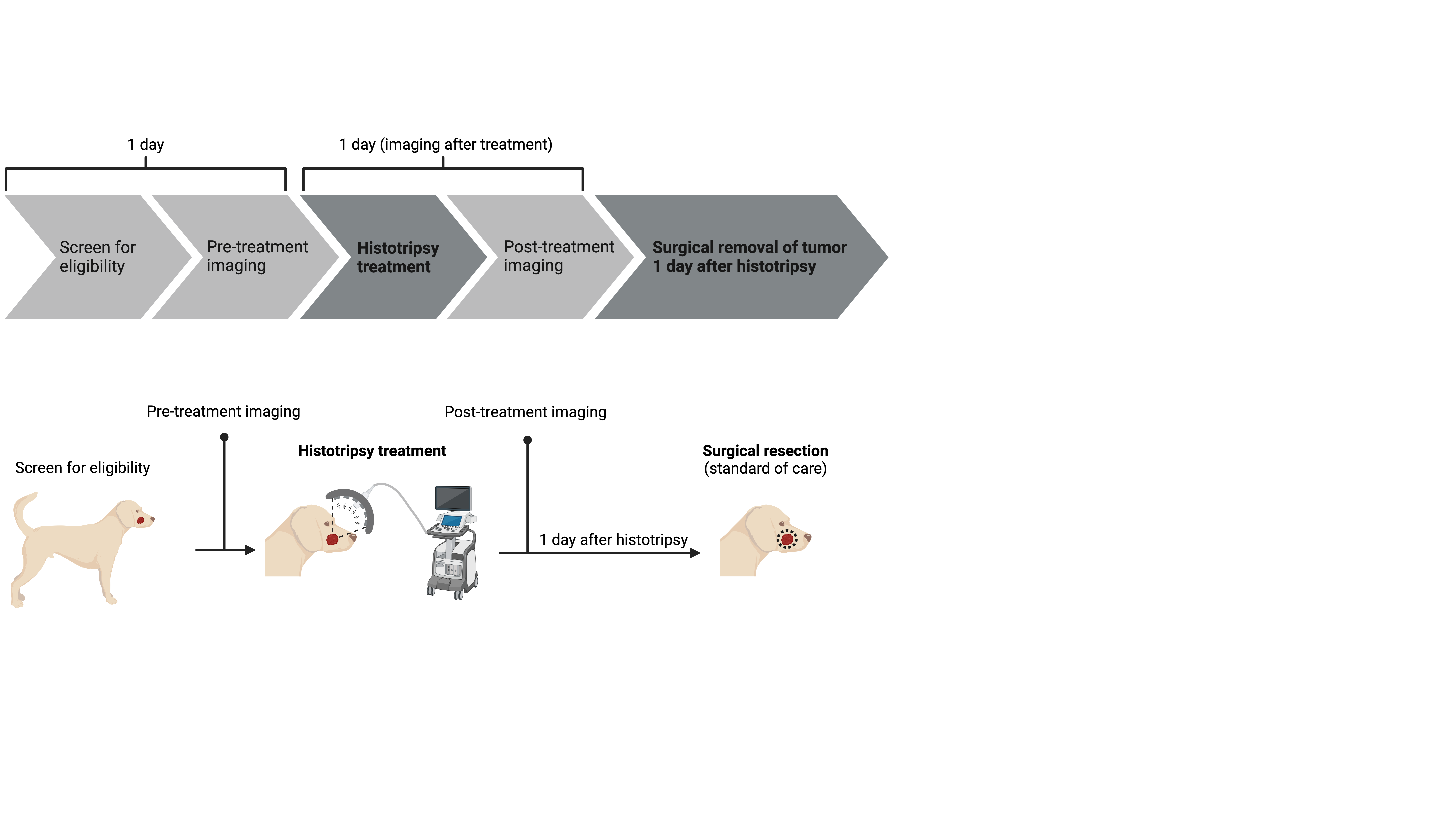 Timeline Oral Tumors Timeline