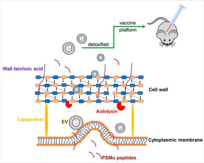 Graphic from Wang et al., Nat Commun 2018.