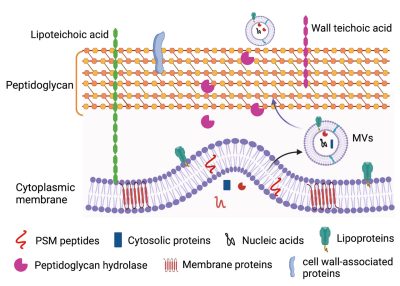 Graphic from Wang and Lee, Trends in Microbiology 2024.