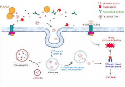 Graphic from Wang and Lee, Trends in Microbiology 2024.