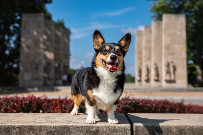 Corgi in front of the Virginia Tech War Memorial.