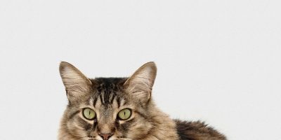 Grey cat with bright green eyes looking directly into the camera.