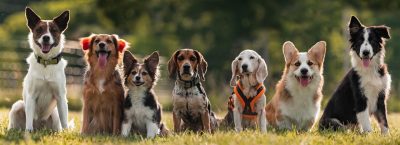 Seven dogs sitting in the grass and looking at the camera.