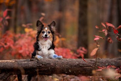 Dog in the woods during the fall.