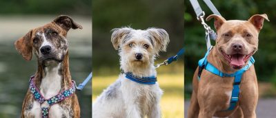 Three headshots of dogs from the VMCVM Canine Instructors Program.