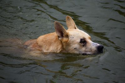 Dog swimming in flood waters.