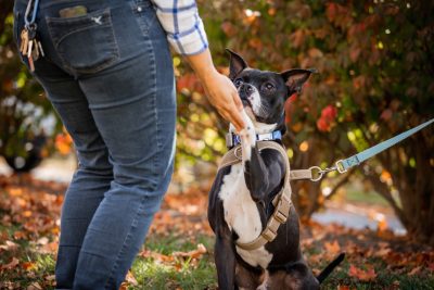 Student teaching a canine companion to "shake".