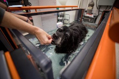 Photo of a dog walking on the underground treadmill at VMCVM.