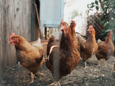 A group of brown chickens roam for food.