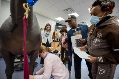 Examination of a horse at VMCVM.