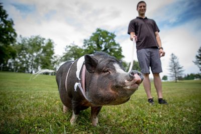 A black and white mini pig on a leash smiles at the camera