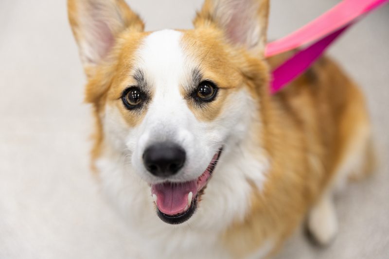 Use of new ultrasound technology to destroy tumor tissue in dogs with brain tumors