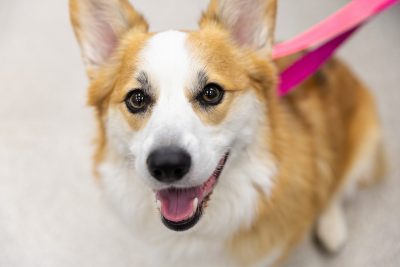 Use of new ultrasound technology to destroy tumor tissue in dogs with brain tumors