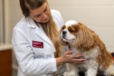 Puppy being examined by two veterinary professionals.