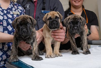 How Nutrition, Weight and Exercise affect Fertility and Reproduction in Female Dogs