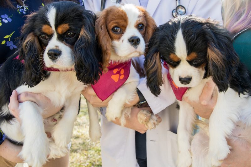 Evaluating the Hearts of Young Cavalier King Charles Spaniels