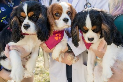 Evaluating the Hearts of Young Cavalier King Charles Spaniels