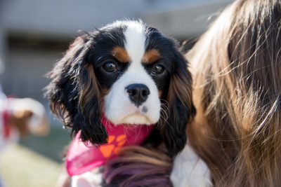 Analyzing the hearts of Cavalier King Charles spaniel puppies 