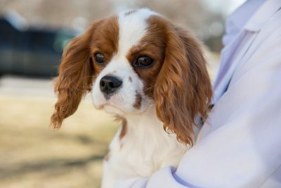 Cavalier King Charles Spaniels and Sleep