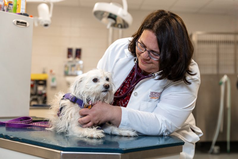 Diagnostic accuracy of heart murmurs in small breed dogs 