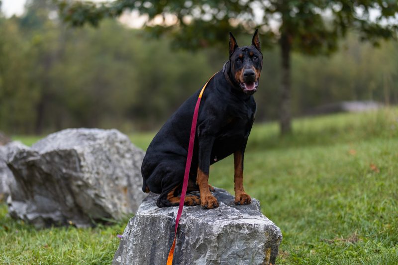A new screening tool for dilated cardiomyopathy in Doberman Pinschers