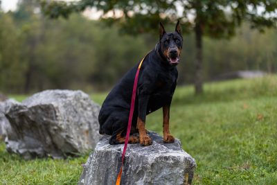 A new screening tool for dilated cardiomyopathy in Doberman Pinschers