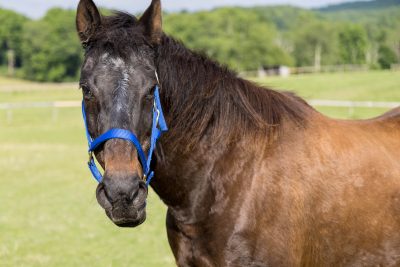 Identifying Molecules to Aid in Developing a Vaccine Against EPM (Equine Protozoal Myeloencephalitis)
