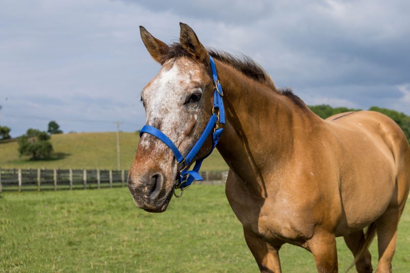 A Non-Invasive Approach to treating Equine Sarcoids