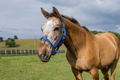 A Non-Invasive Approach to treating Equine Sarcoids