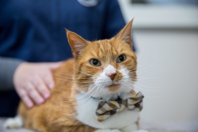 New Testing to Predict Survival Times in Sick Cats