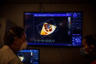 3-D Evaluation of the Feline Heart