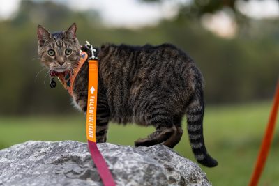 Evaluating Blood Clotting Activity in Cats with Heart Disease