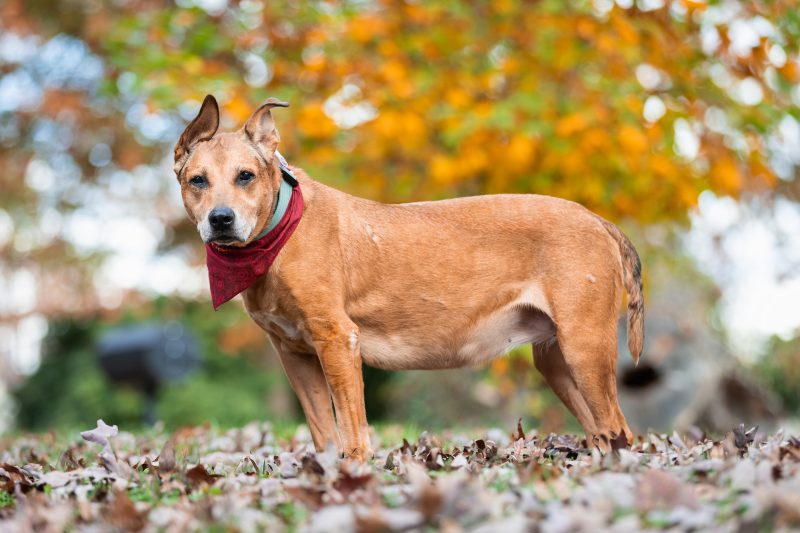 Targeted chemotherapy for brain tumors in dogs
