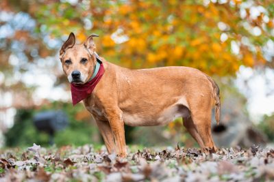 Targeted chemotherapy for brain tumors in dogs