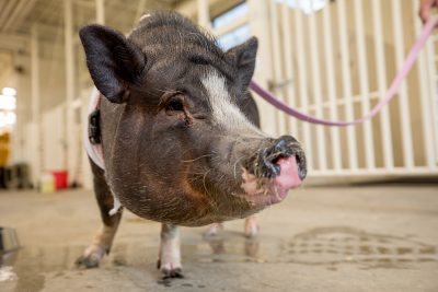 Assessing Post Surgical Pain in Pigs