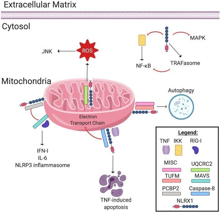 Extracellular matrix graphic