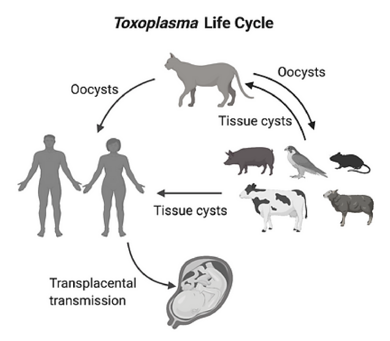 Diagram of the Toxoplasma Life Cycle.