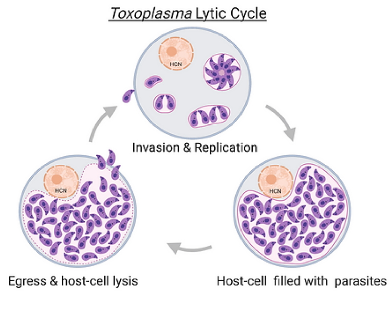 Diagram of the Toxoplasma Lytic Cycle.