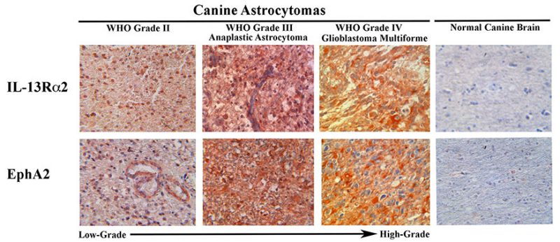 Expression of IL13-R2 and EphA2 is present in all grades of canine astrocytomas, but absent in normal brain tissue. The IL13-R2 and EphA2 proteins are indicated by the brown-red cellular staining in the photomicrographs obtained from the astrocytomas. The intensity of staining is positively associated associated with tumor grade.
