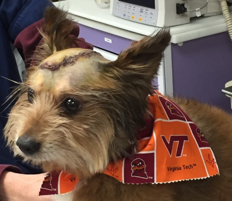 Charlie, the first dog to be treated with high-frequency irreversible electroporation for brain cancer, the day after his procedure.
